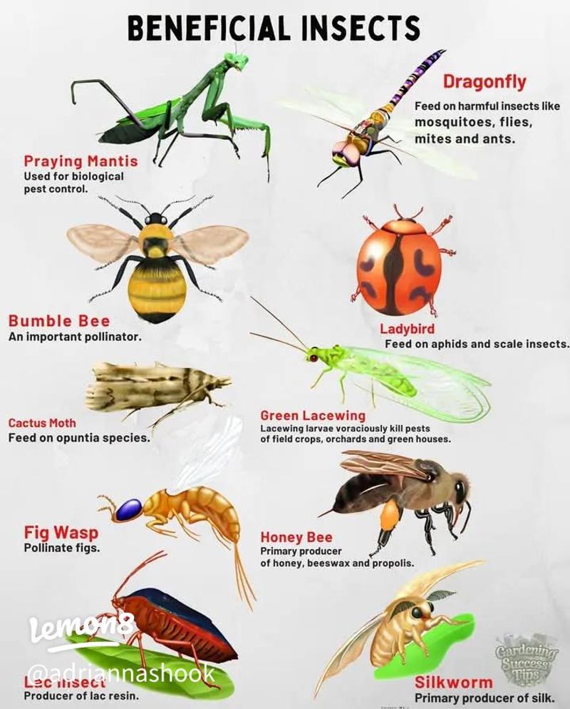 A lighter-touch pest plan protects both crops and predators