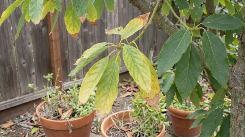 A likely underground danger is Phytophthora root rot