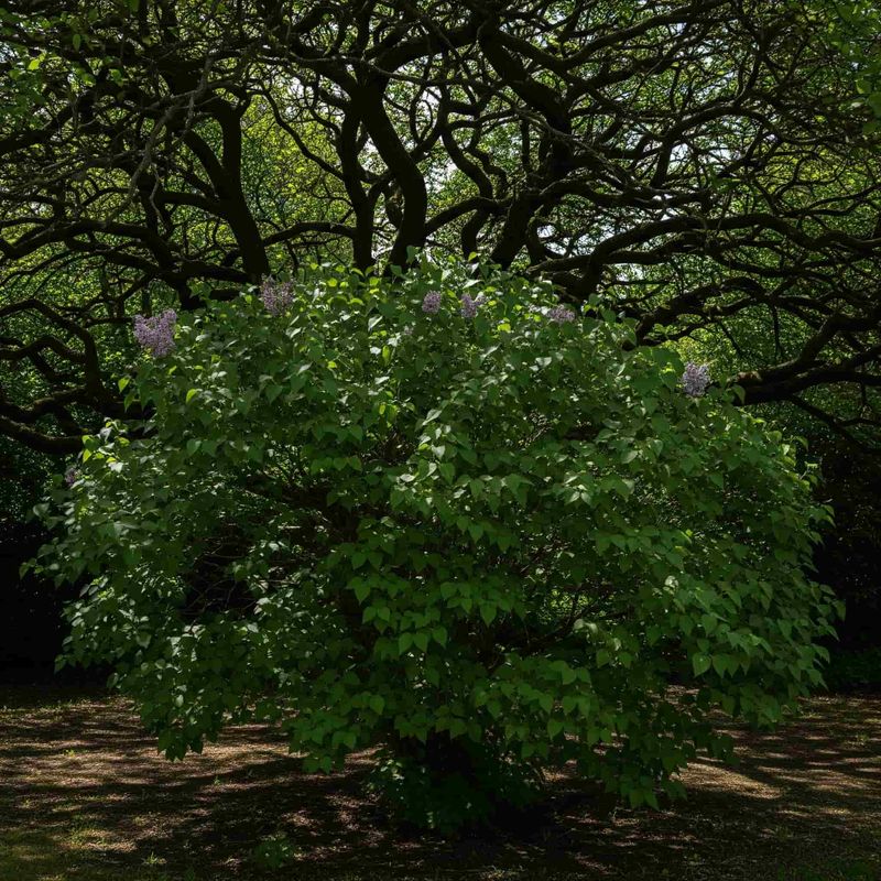 A lilac without blooms may have another problem