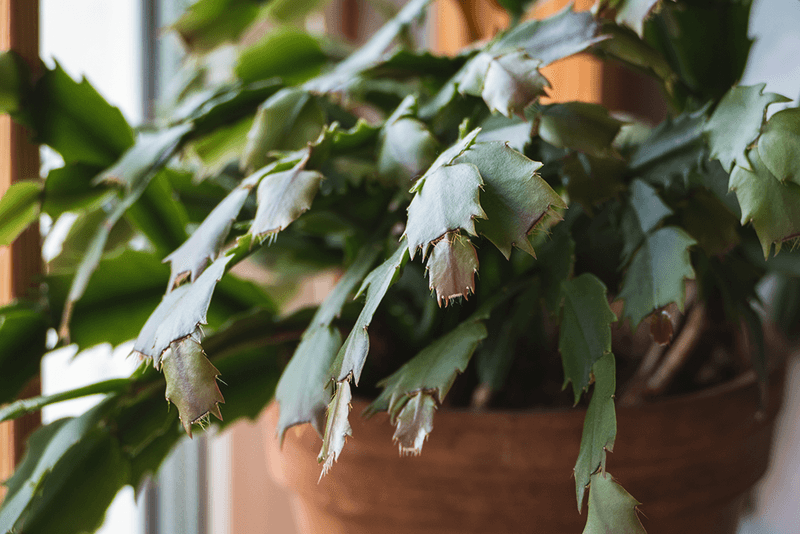 A limp Christmas cactus needs a check, not an automatic drink