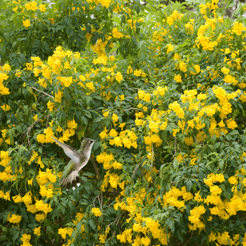 A long warm-season bloom earns attention