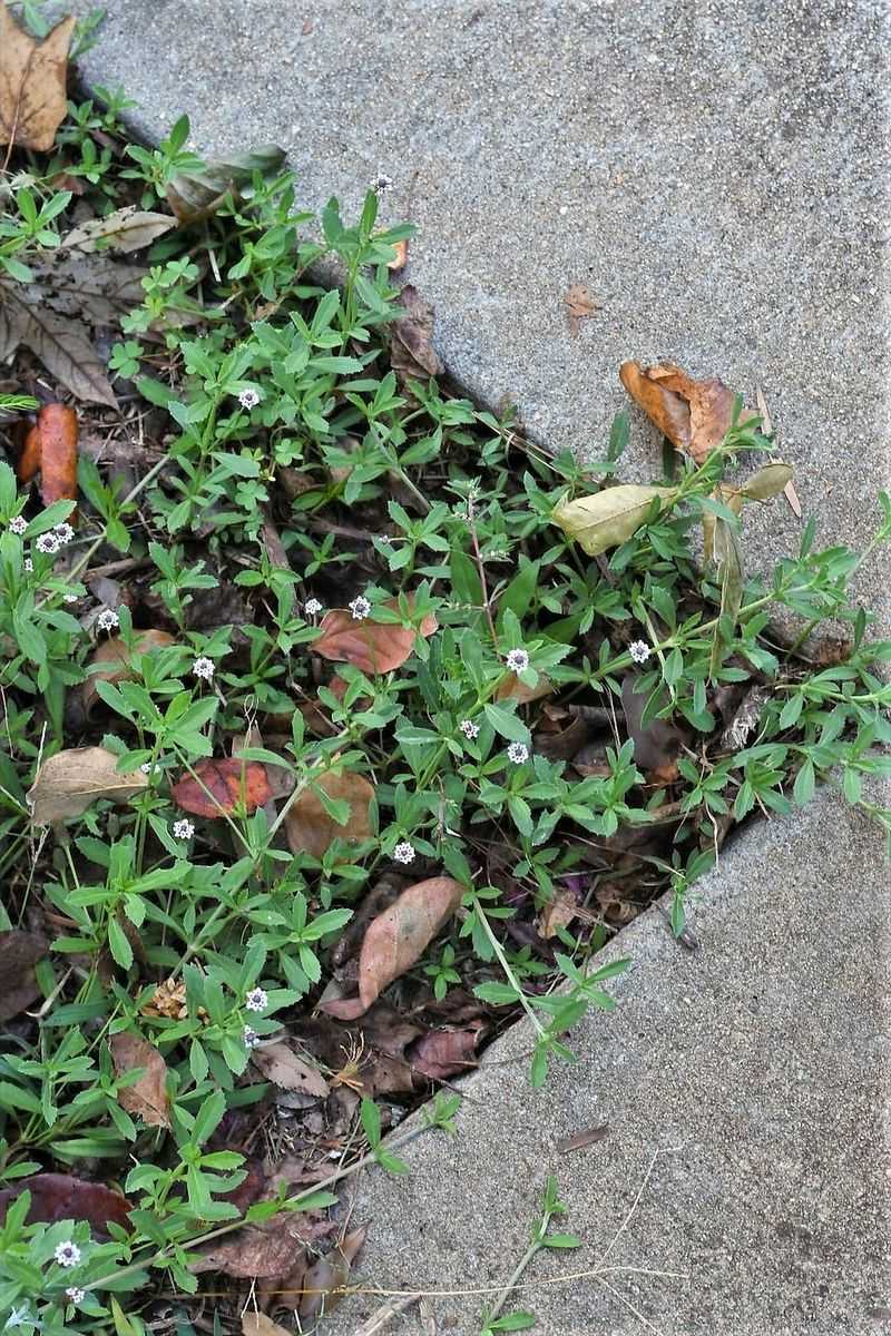 A low-water groundcover still needs boundaries
