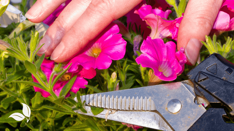 A midseason trim can rebuild the flowering framework
