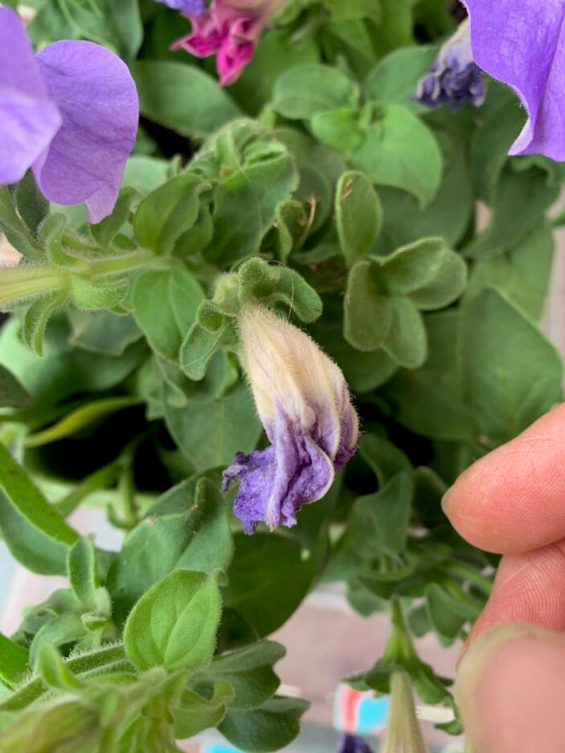 A missed deadheading step may leave the seed structure behind A missed deadheading step may leave the seed structure behind