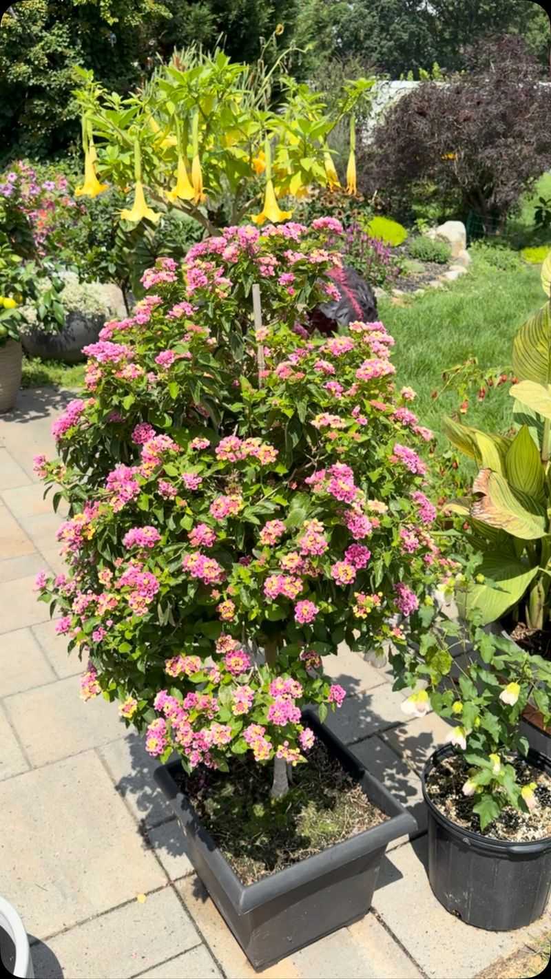 A modest post-bloom trim can support another flowering wave