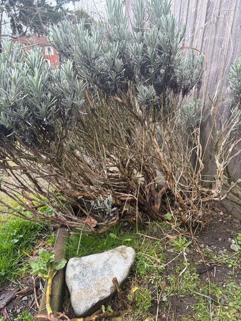 A mostly woody plant may need replacement instead of hard rejuvenation A mostly woody plant may need replacement instead of hard rejuvenation