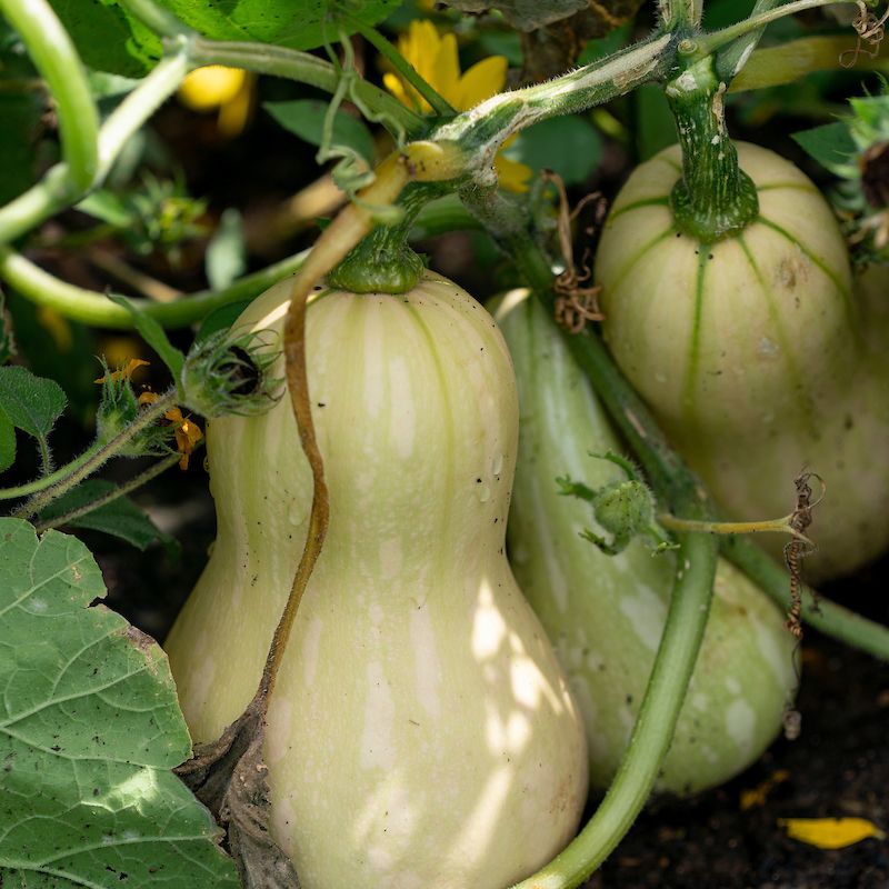 A narrow September planting attempt remains possible
