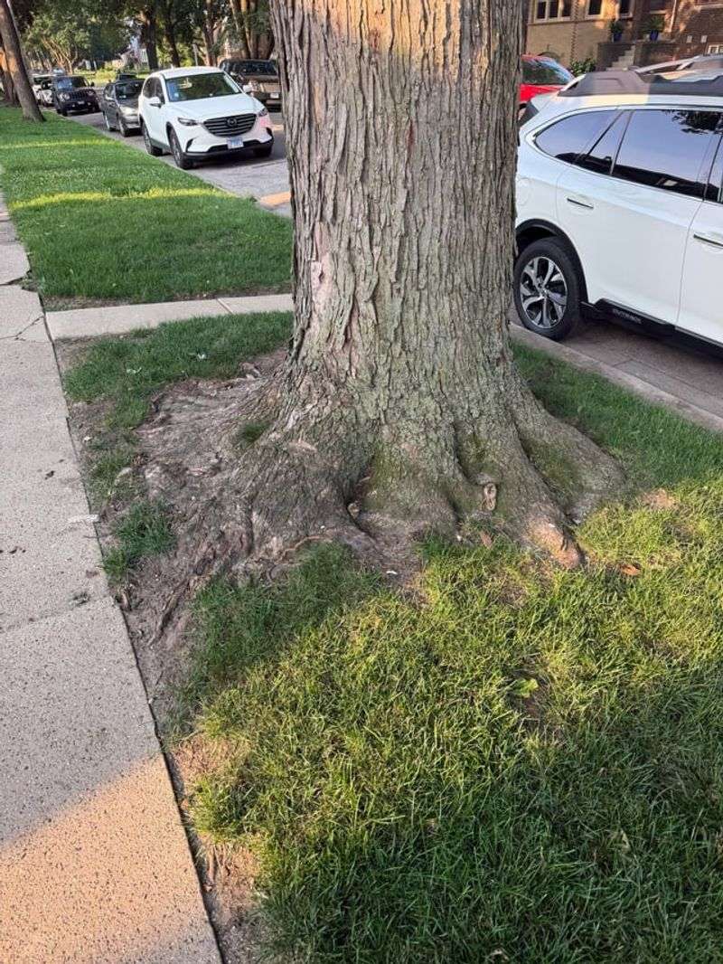 A narrow planting strip is the real warning sign