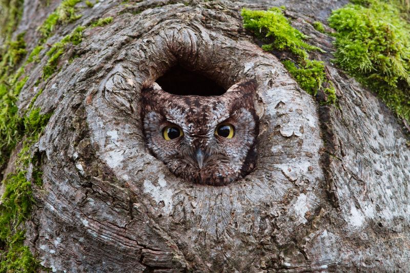 A nearby call does not confirm a nest in your yard