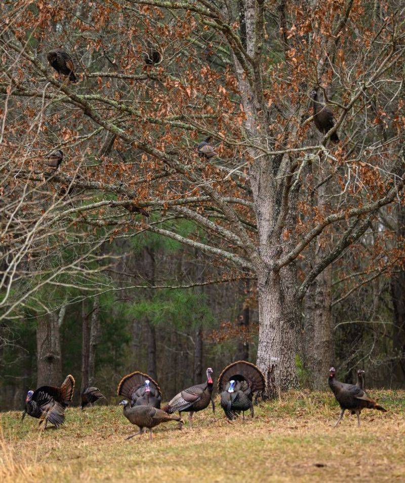 A nearby roost points to the wider landscape