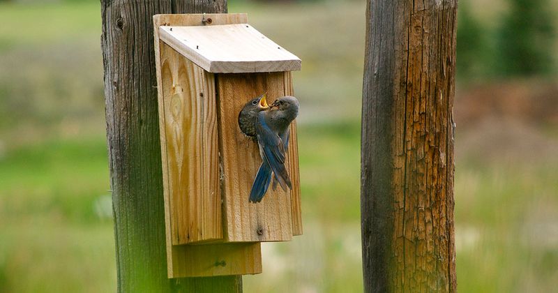 A nest box helps most when you place it in suitable habitat