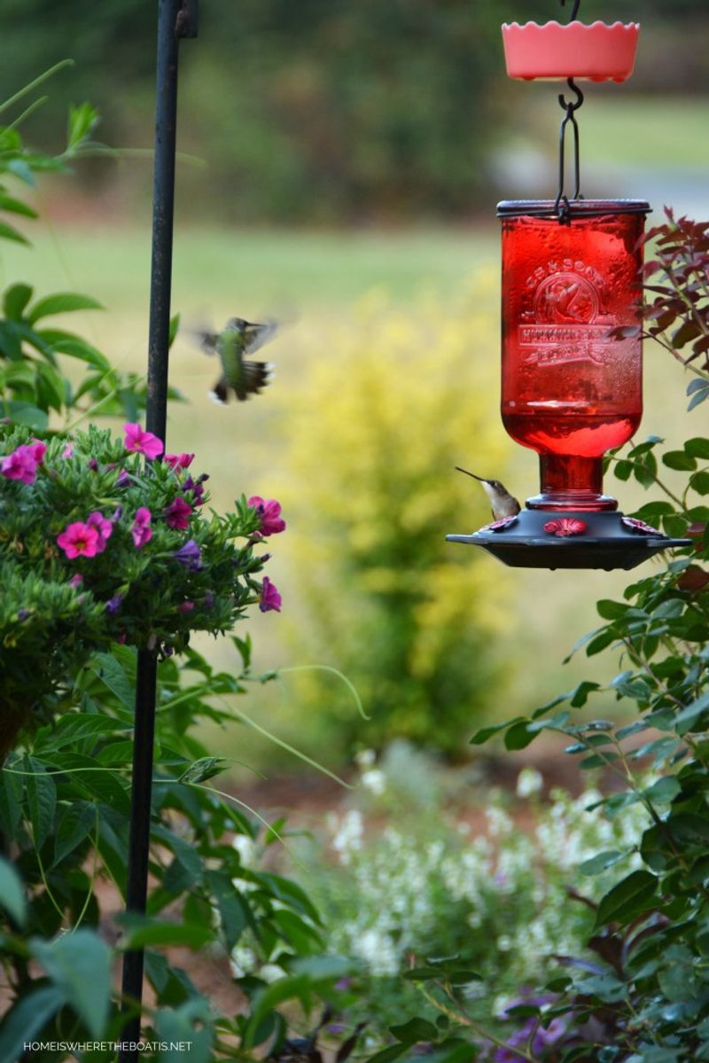 A new feeder does not prove the birds abandoned your yard