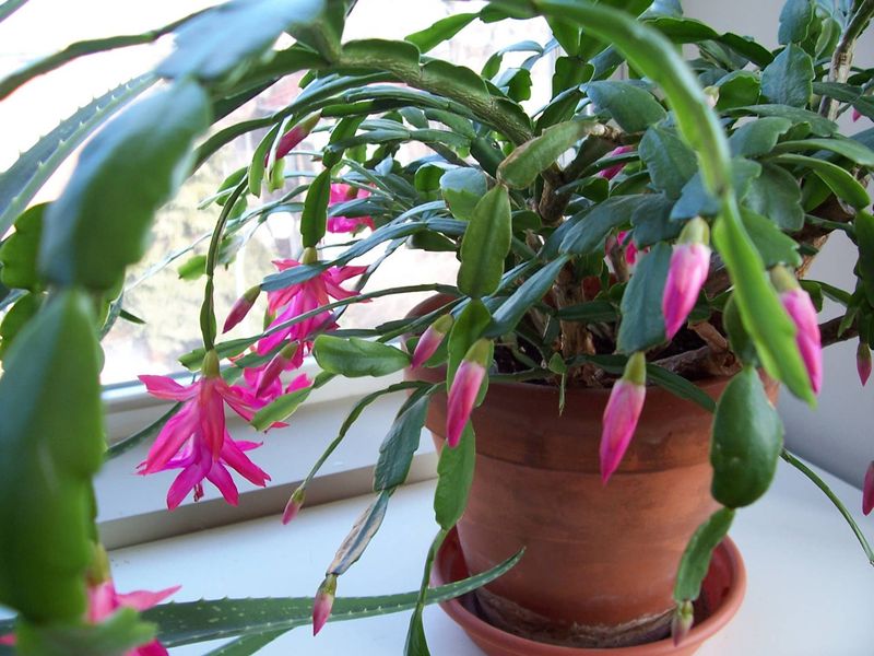 A nonblooming holiday cactus may not need repotting