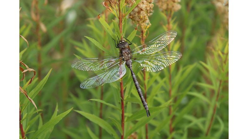 A perch does not create a dragonfly breeding site