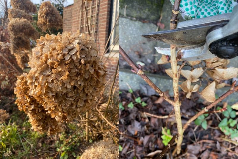 A poorly timed cut can remove buds on old-wood hydrangeas