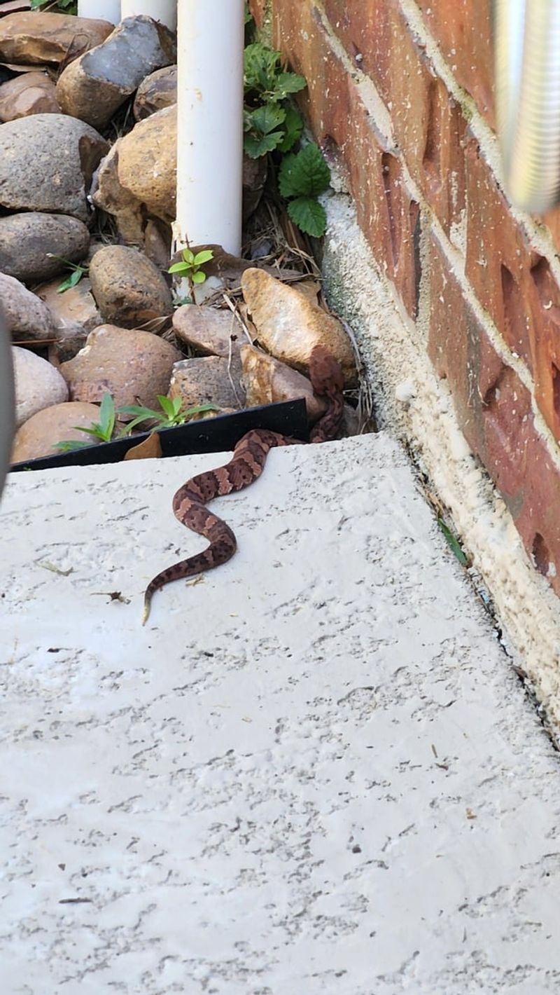 A porch encounter does not establish a local trend