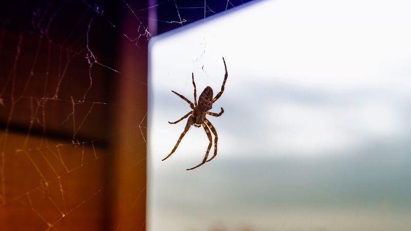 A porch light can create a prey-rich web site A porch light can create a prey-rich web site