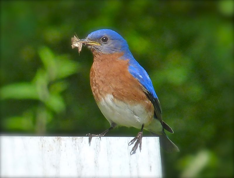 A practical Central Texas bluebird plan