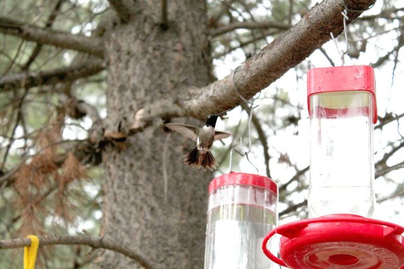 A quiet feeder does not prove the spot is wrong A quiet feeder does not prove the spot is wrong
