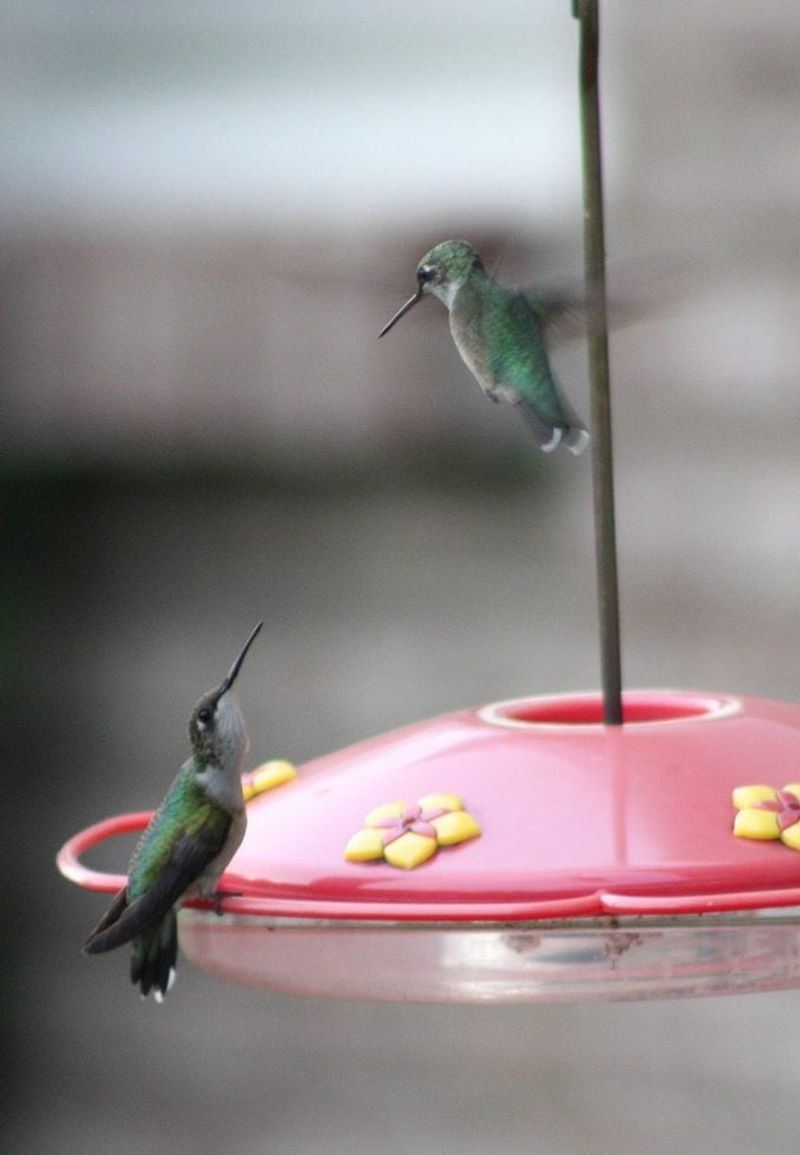 A quiet feeder is not a population count A quiet feeder is not a population count