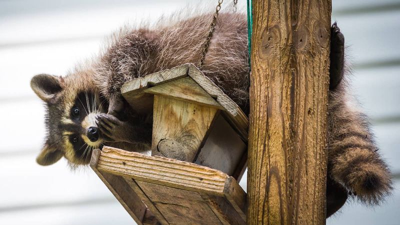 A raccoon is the leading suspect—not a confirmed culprit