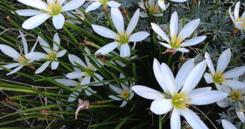 A rain lily can refresh a tired bed—but not every rain lily works the same way