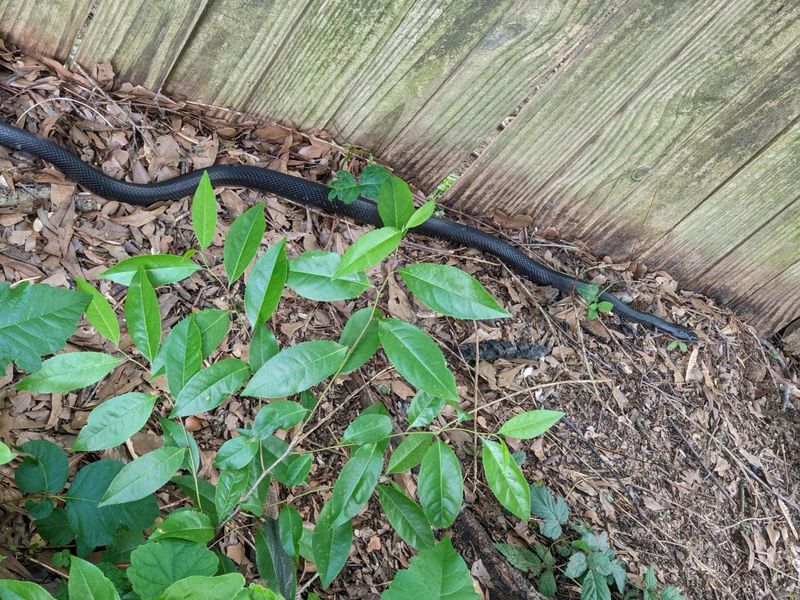 A rat snake is a clue, not a diagnosis