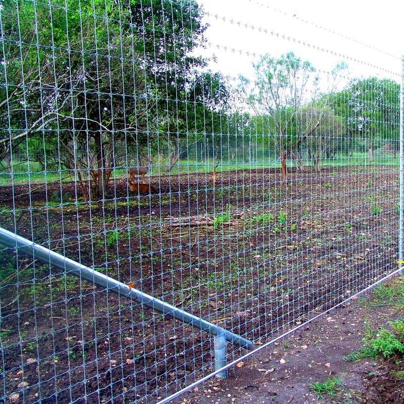 A real barrier beats a scent when the planting matters most