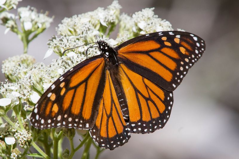 A realistic monarch goal for Central Texas A realistic monarch goal for Central Texas