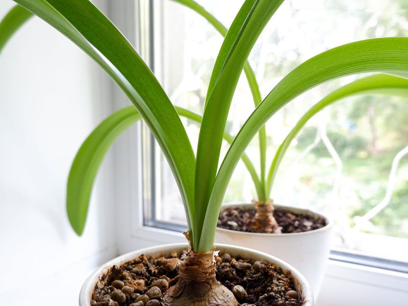 A reblooming bulb must rebuild its reserves before dormancy