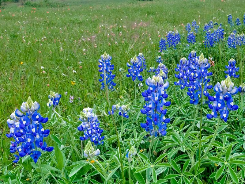 A returning patch is not a perennial plant