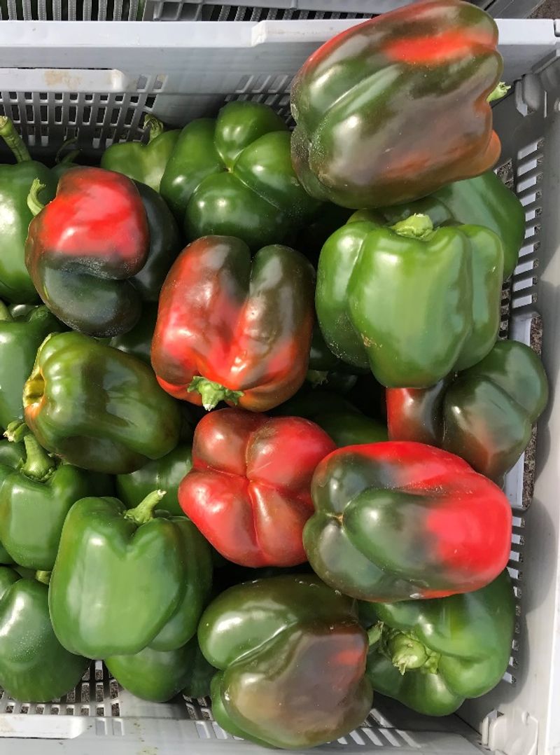 A ripe pepper should stay firm and smooth