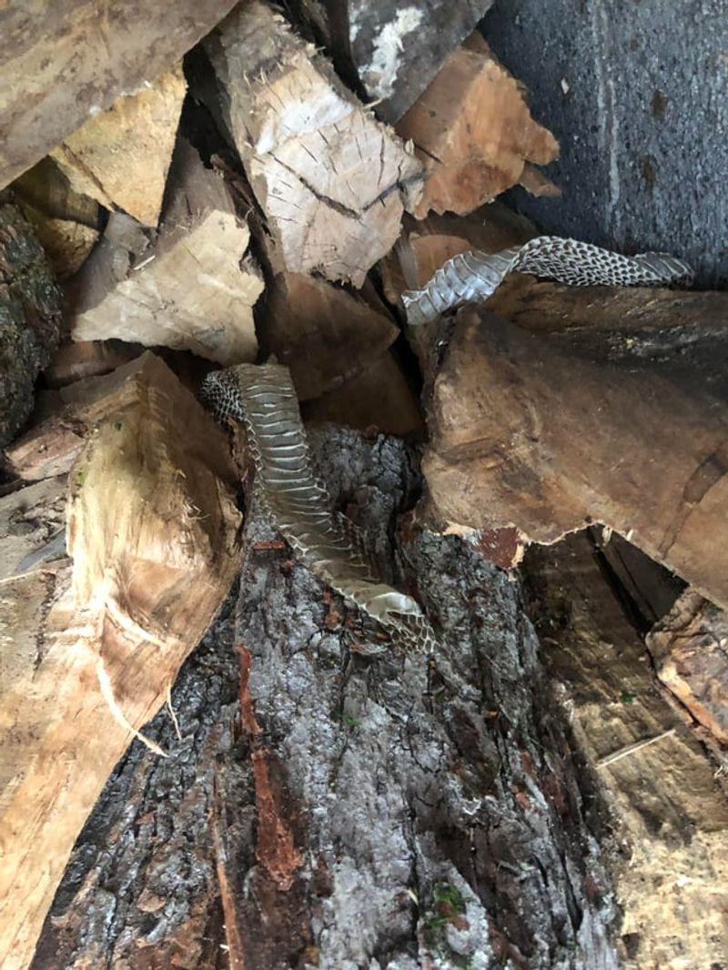 A shed skin confirms past presence, not a current address
