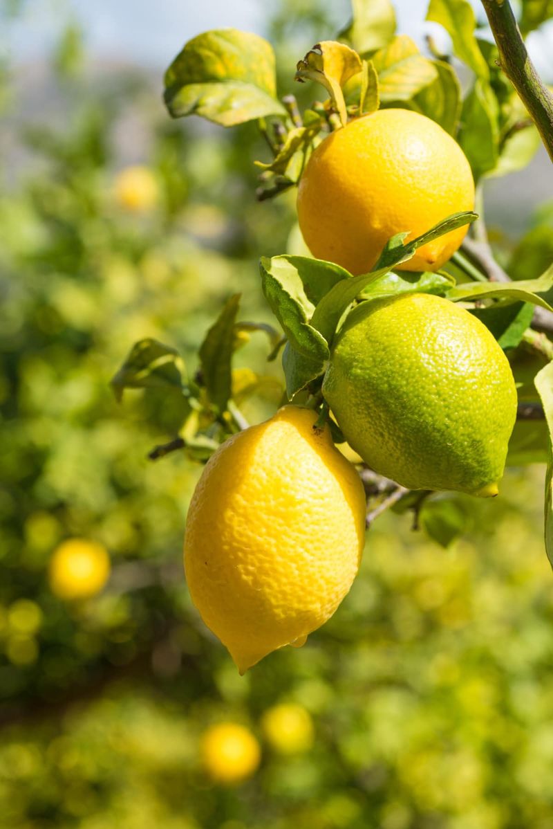 A short harvest routine answers the question fruit by fruit
