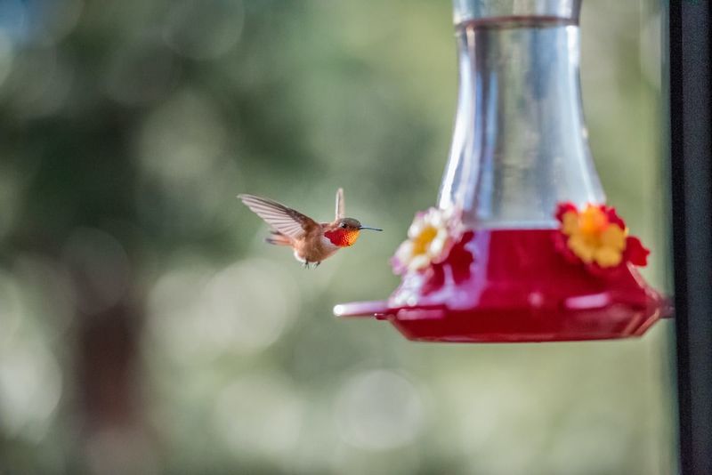 A simple refill routine keeps the feeder inviting