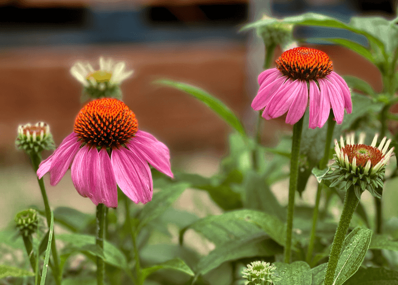 A small coneflower is not automatically a failing coneflower