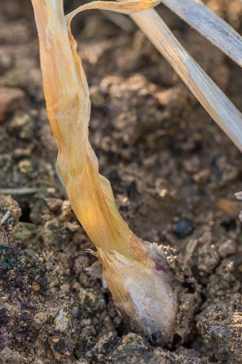 A soft clove needs inspection, not an automatic depth diagnosis