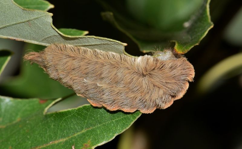 A soft coat can hide venomous spines