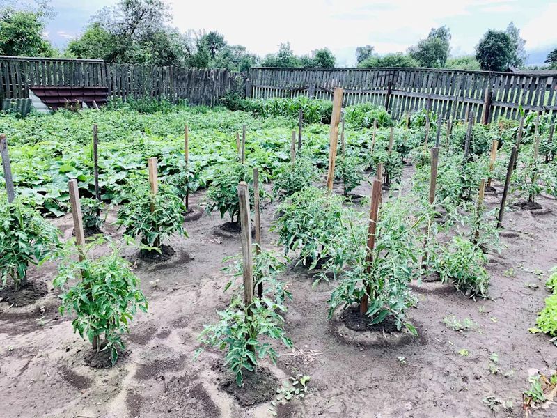 A spent tomato plant is a condition, not a calendar date