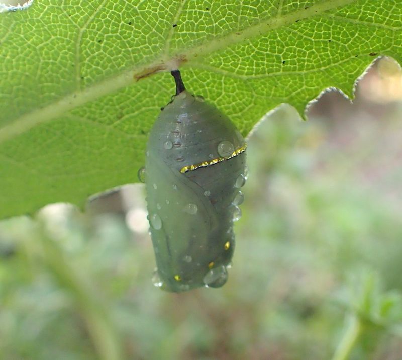 A spotless yard removes shelter and immature-life-stage habitat