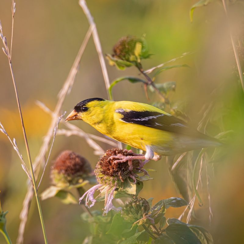 A standing patch can preserve winter food