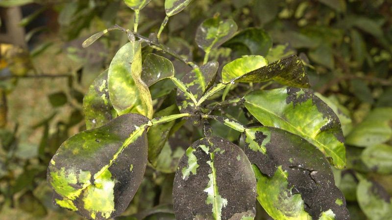 A sticky black coating often starts with insects, not infection