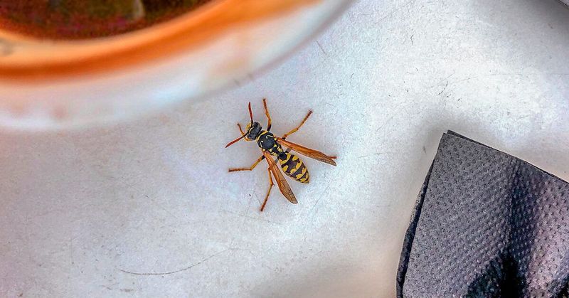 A sting changes the response from yard management to medical safety