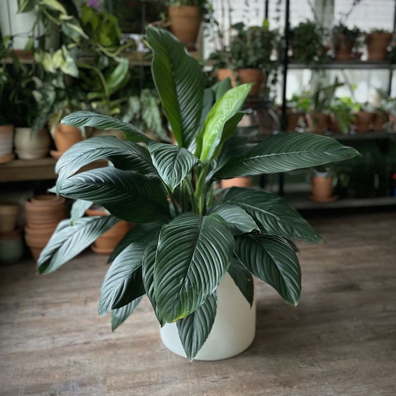 A store-bought bloom does not promise an immediate repeat