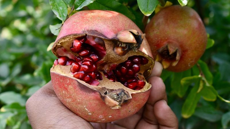 A sudden change in water availability can trigger splitting near harvest