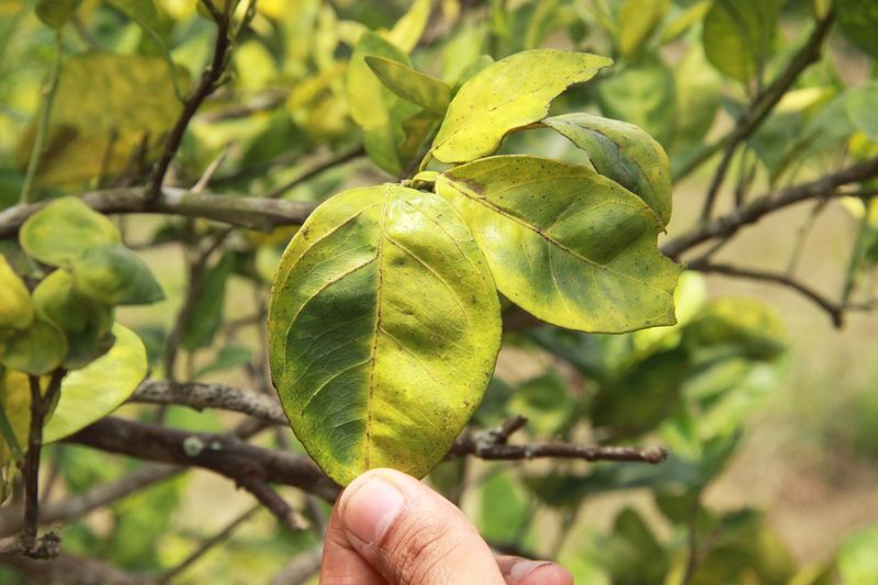 A suspected psyllid does not diagnose citrus greening A suspected psyllid does not diagnose citrus greening