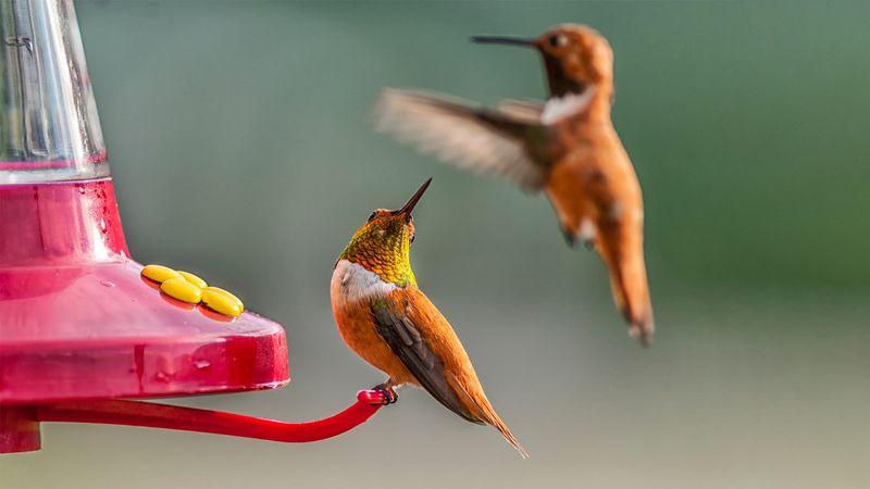 A territorial hummingbird may be guarding the nectar