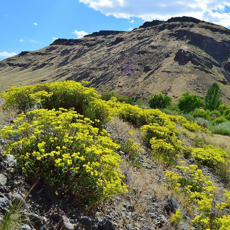 A thin, well-drained caliche site can give it an opening