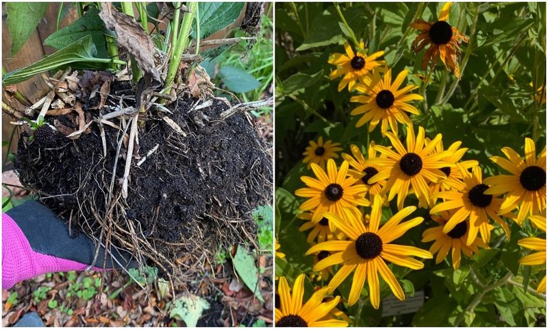 A thinner plant needs a diagnosis before a shovel