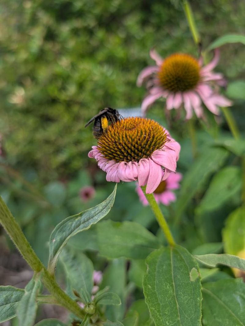 A tidy compromise can still leave winter habitat